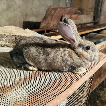 клетки для кроликов в бишкеке: Продаю | Крольчата | Фландр | Для разведения | Племенные