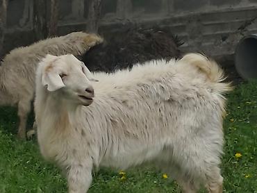 Козы, козлы: Продаю | Коза (самка), Козёл (самец), Козлёнок — 14