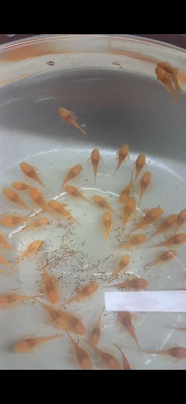 balaca it adlari: Şəkillər orijinaldır balıqlara məxsusdur. Albino ancistrus ölçüsü 2.5 — 5