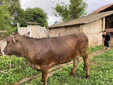 Продам с/х животных: Продаю | Корова (самка), Тёлка | Швицкая | Для разведения, Для молока