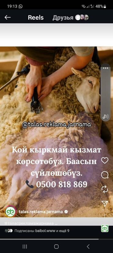 шабашные расценки на строительные работы: Стрижка овец — профессиональная услуга - Аккуратная и быстрая стрижка