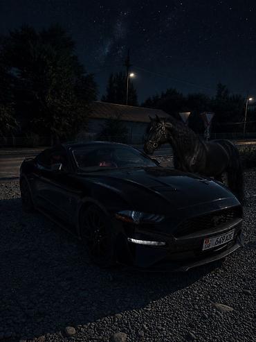 Ford: Ford Mustang: 2020 г., Автомат, Купе at lalafo.kg — 2 Ford: Ford Mustang: 2020 г., Автомат, Купе — 2