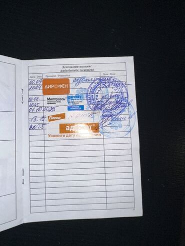 İtlər: Malta lapdogunun Damazlıq oğlanı satılır. cins: oğlan tamamilə — 11