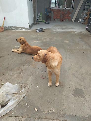 it golden: Retriever — 3
