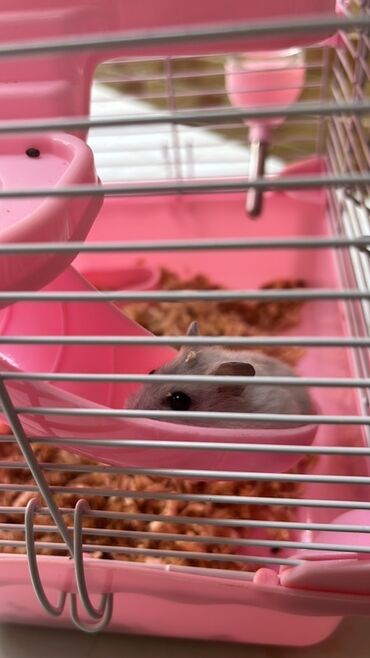 İtlər: 2 hamster 1 ag 1 boz rengde satilir. Her ikisi 2 ayliqdir, ele