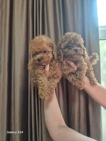 minyatür poodle: Pudel, 3 ay, Dişi, Peyvəndli, Ödənişli çatdırılma — 5