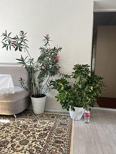 воздухо: Комнатные растения в декоративных кашпо 1) Олеандр розовый (Nerium — 1