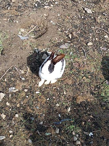 gence heyvanlar: Ağ-qara rəngli rex tipli ev dovşanları disidi +994 77 122 04 37 bu — 1