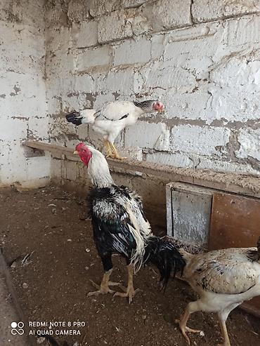 qaz bala: Toyuq, Damazlıq — 2