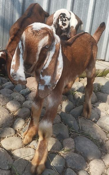 Козы, козлы: Продаю | Коза (самка), Козёл (самец), Козлёнок | Битал | Для разведения — 6