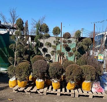 Арча, можжевельник: Ту я можжевельники разной формы ( спираль бонсай, пирамида глобус — 7