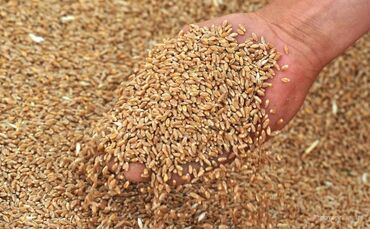 где купить семена пшеницы: Продаю пшеницу вторая репродукция находимся в г.Кара-балта в наличии