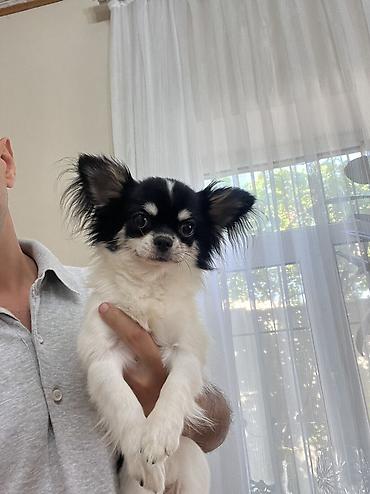 kaski itleri: Çixuahua, 9 ay, Erkək, Peyvəndli, Ödənişli çatdırılma — 4