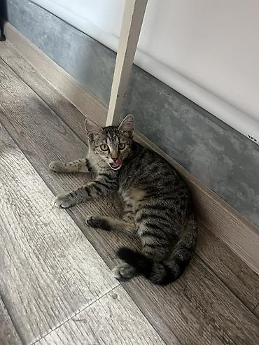 ари: Отдам котёнка-девочку 6 месяцев в добрые руки 🐾❤️ Она игривая — 2