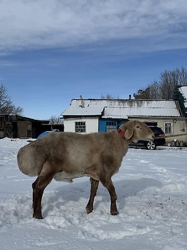 Баран, овца: Продаю | Баран (самец) | Арашан | Для разведения | Осеменитель — 4