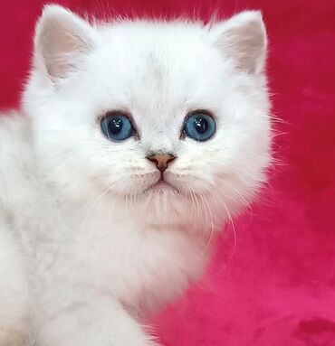 Коты: Предлагается к предварительному резерву шикарный шотландский котенок