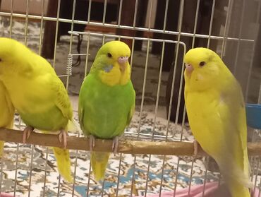 Tutuquşları: Çex tutuquşu balaları satılır 2 aylıqdırlar 3-ü birlikdə 56 manat — 1