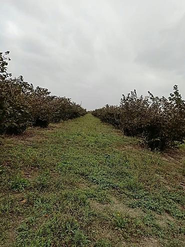 Daşınmaz əmlak: Kənd təsərrüfatı, Mülkiyyətçi, Kupça (Çıxarış) — 6