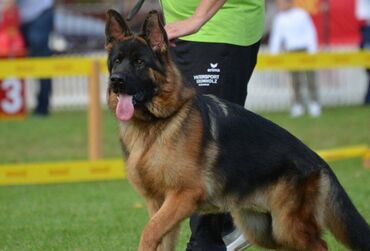 Psi: Prodajem žensko stene dugodlako starosti 4.5 meseca. Majka Donna od na lalafo.rs — 5 Psi: Prodajem žensko stene dugodlako starosti 4.5 meseca. Majka Donna od — 5