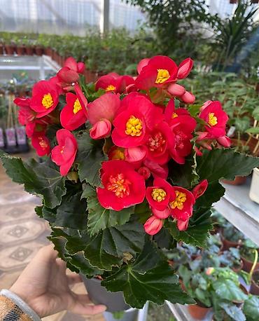 Другие виды семян и саженцев: Бегония, есть разные сорта — 12