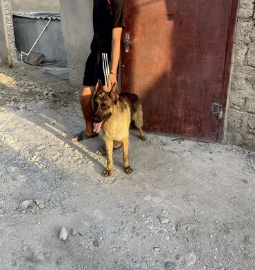 İtlər: Alman çoban iti, 5 ay, Dişi