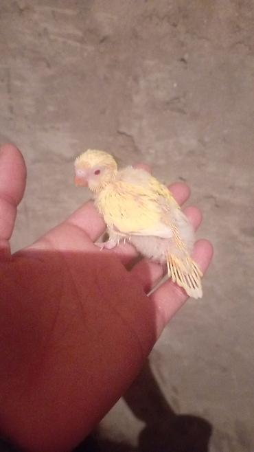 Tutuquşları: Məhsul: Dalğalı tutuquşu (bazarık/parakeet) cütü Təsvir: - Rənglər — 7