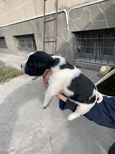 бельгийский овчарка малинуа: Алабай, 1 месяц, Самец, С прививкой