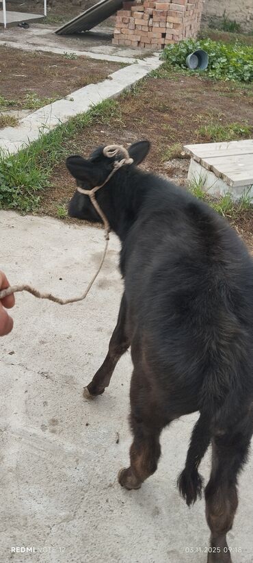 веслоухий кошка: Сатам | Бука (эркек) | Көбөйтүү үчүн