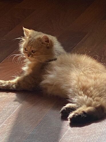 Pişiklər: Şinşilla -da lalafo.az — 25 Pişiklər: Şinşilla — 25