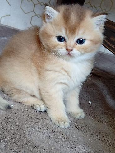 Кошки: Məhsul: Pişik balaları Təsvir: - Şəkillərdə iki fərqli pişik balası — 5