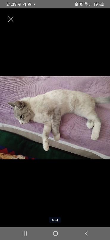 кошка породистые: Русская голубая, 3 года, Мальчик, Кастрирована — 2