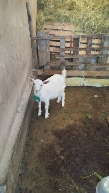 Другие животные: Продаю козочку 3 месяца, мать вторым окотом 3.5л молока. цена 10000