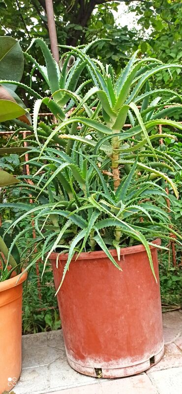 Aloe: Aloe 60azn