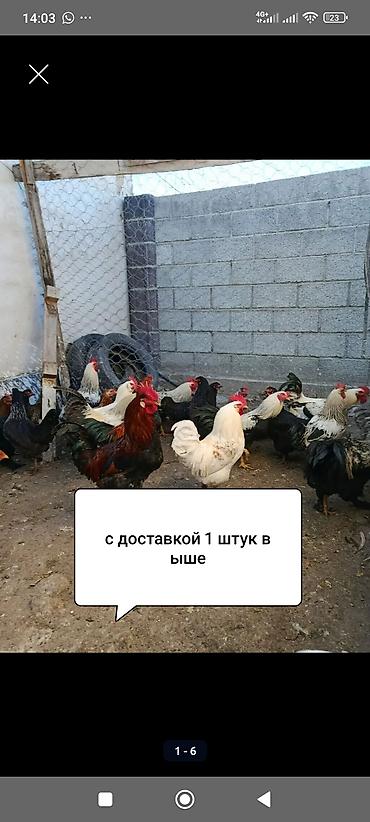 куры живые купить: Продаю | Куры | Для разведения — 1