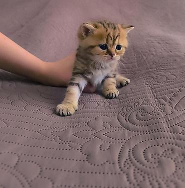 Pişiklər: Şotland — 5