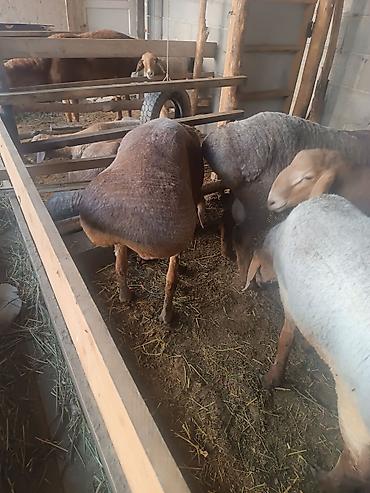 Баран, овца: Продаю | Баран (самец) | Арашан | На забой | Племенные, Осеменитель — 7