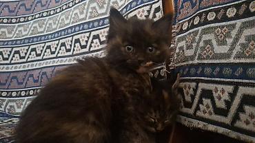 мейн кун кошки: Котята, домашние отдам в хорошие руки — 4
