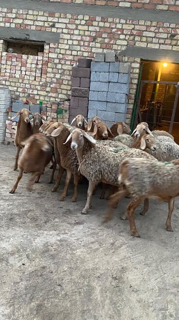 Бараны, овцы: Продаю | Овца (самка) | Арашан | Для разведения | Матка — 10