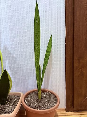 ucuz gul: Məhsul: 20 Manatdan başlayır Sansevieria (Qaynanadilin) otaq bitkiləri — 5