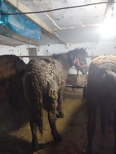 Лошади, кони: Продаю | Жеребенок | Рабочий — 13