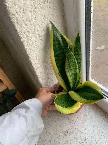 бишкек бу диван: Сансевиерии (Sansevieria, тещин язык) в горшках Варианты на фото: -