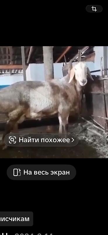 порода кой: Продаю | Баран (самец) | Арашан | Для разведения | Осеменитель — 7