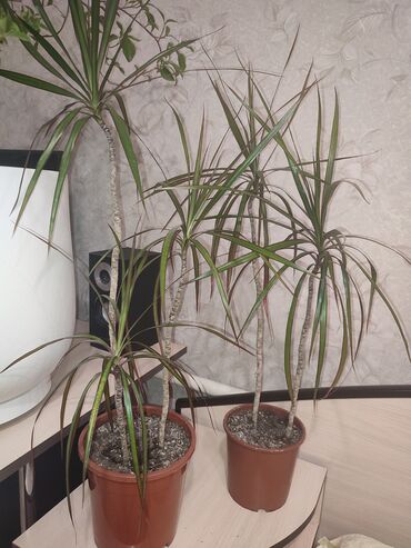 скупка кукуруз: Драцена маргината (Dracaena marginata) с красной каймой по 2 и 3