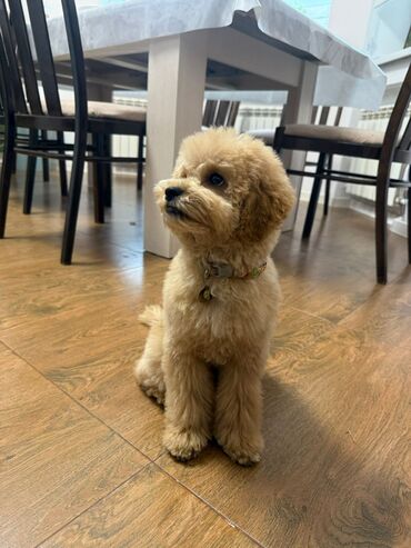 Услуги ветеринара: Продаем в хорошие, заботливые руки мини-пудель, девочка, 7 месяцев( — 4