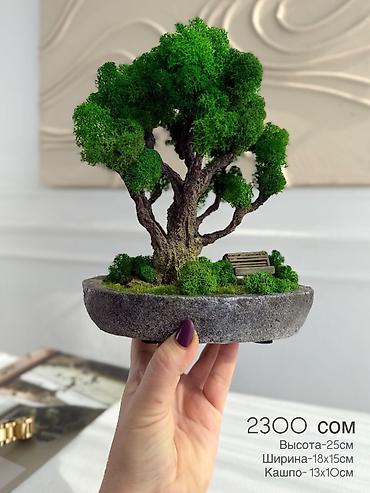 Декоративные цветы: Бонсай ручной работы из натурального стабилизированного мха от 1500 — 45