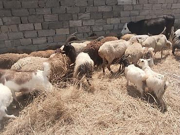 qala cinsi qoyun satilir: Salam tam saglam heyvanlar satilir qoyun quzu keci cepis qoc kime ne — 10
