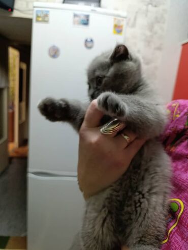 Продажа кошек: Британская короткошёрстная, 3 месяца, Девочка, Лиловый — 14