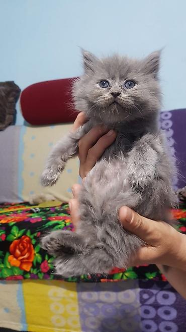 Кошки: Шотландские котята: скоттиш-страйт и скоттиш-фолд - Окрас: сплошной — 9
