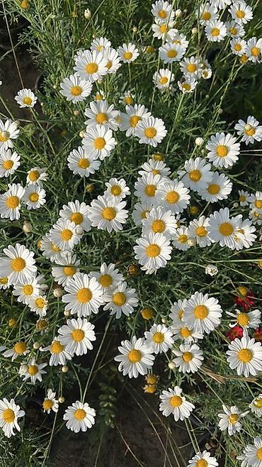 gul toxum satışı: Qırmızı sardunya, papatya və narıncı-akçaçiçək (tagetes) fidanları - — 3