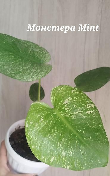 пантера котедж слив: Монстера Monstera 'Aurea Neon' / 'Lemon Lime'). Продажа!!! Монстера — 3